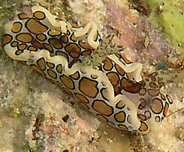 Photo: O. Lederman; Surf to the Sea Slug Forum